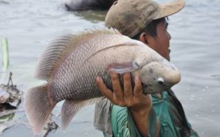 Bisnis Ikan Gurami: Rahasia Permintaan Tinggi di Rumah Makan