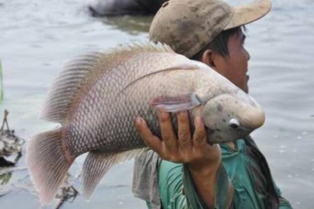 Bisnis Ikan Gurami: Rahasia Permintaan Tinggi di Rumah Makan