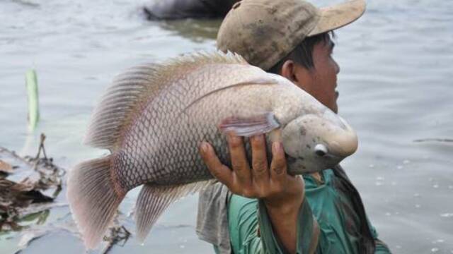 Bisnis Ikan Gurami: Rahasia Permintaan Tinggi di Rumah Makan