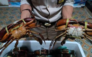 Peluang Ekspor Kepiting Komoditas Laut dengan Nilai Jual Tinggi