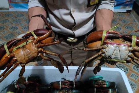 Peluang Ekspor Kepiting Komoditas Laut dengan Nilai Jual Tinggi