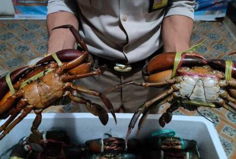 Peluang Ekspor Kepiting Komoditas Laut dengan Nilai Jual Tinggi