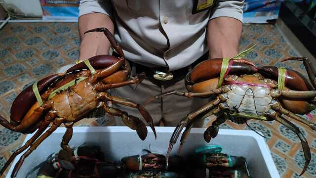 Peluang Ekspor Kepiting Komoditas Laut dengan Nilai Jual Tinggi