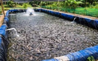 Panduan Perawatan Lele agar Tumbuh Sehat dan Cepat Besar