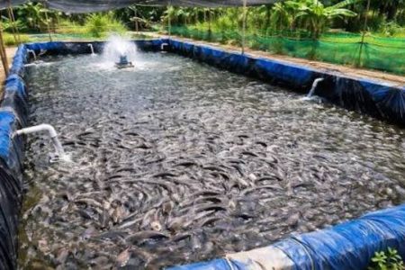 Panduan Perawatan Lele agar Tumbuh Sehat dan Cepat Besar