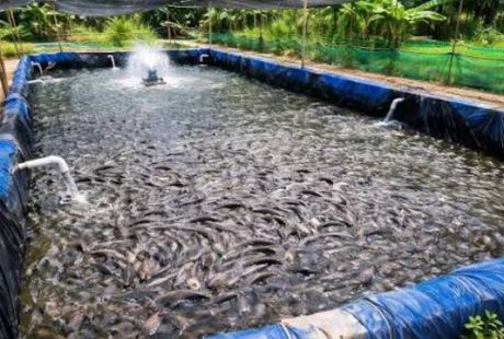 Panduan Perawatan Lele agar Tumbuh Sehat dan Cepat Besar