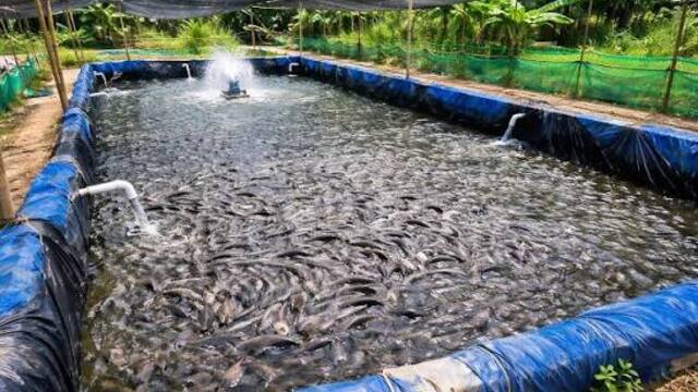 Panduan Perawatan Lele agar Tumbuh Sehat dan Cepat Besar