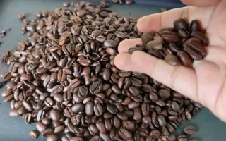 Panen Kopi Berkualitas Kunci Sukses Petani Kopi Modern
