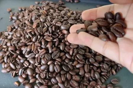 Panen Kopi Berkualitas Kunci Sukses Petani Kopi Modern