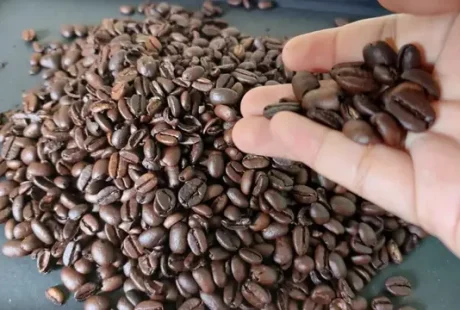 Panen Kopi Berkualitas Kunci Sukses Petani Kopi Modern
