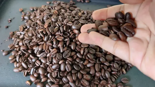 Panen Kopi Berkualitas Kunci Sukses Petani Kopi Modern